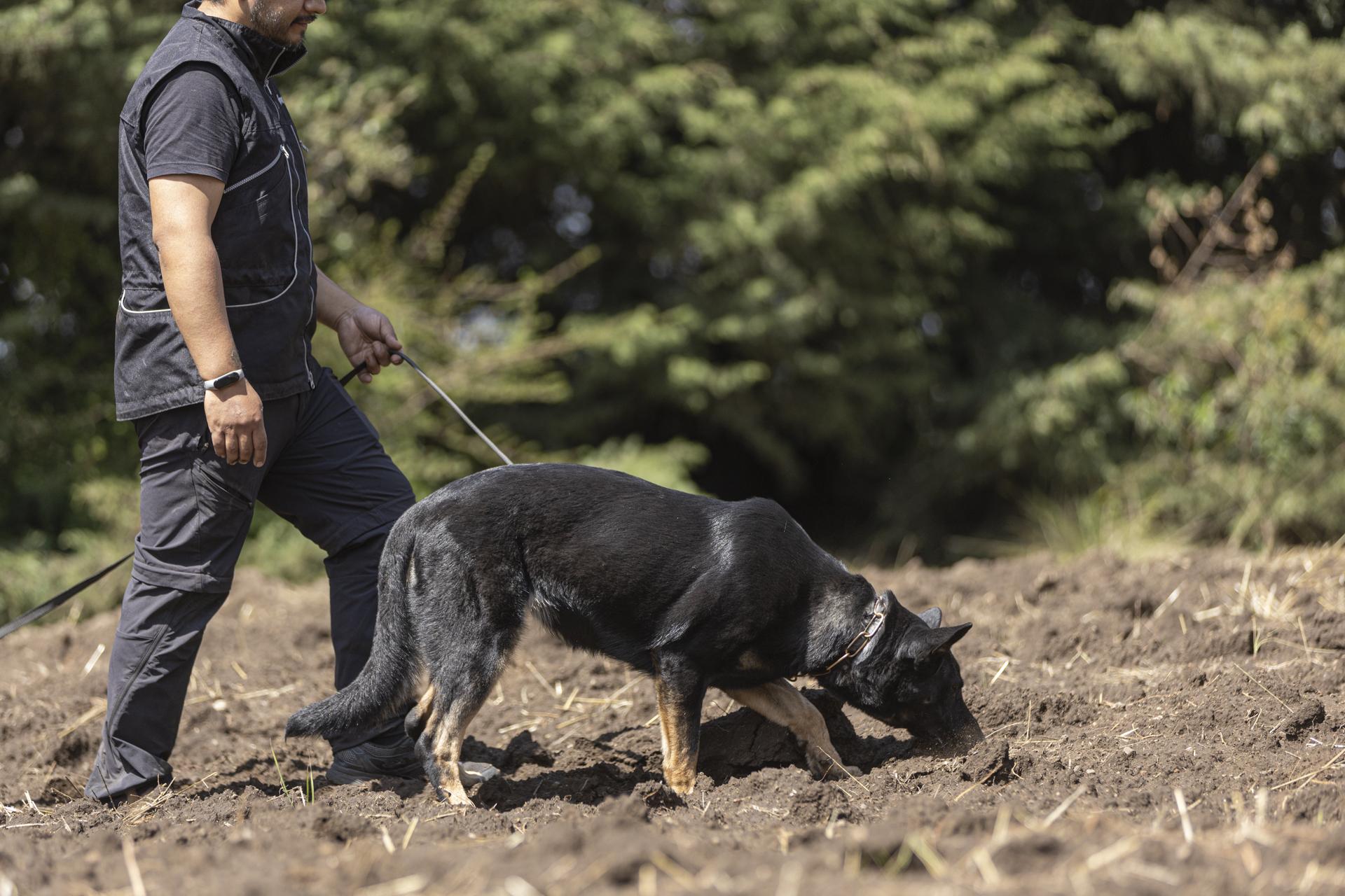 cachorro línea de trabajo