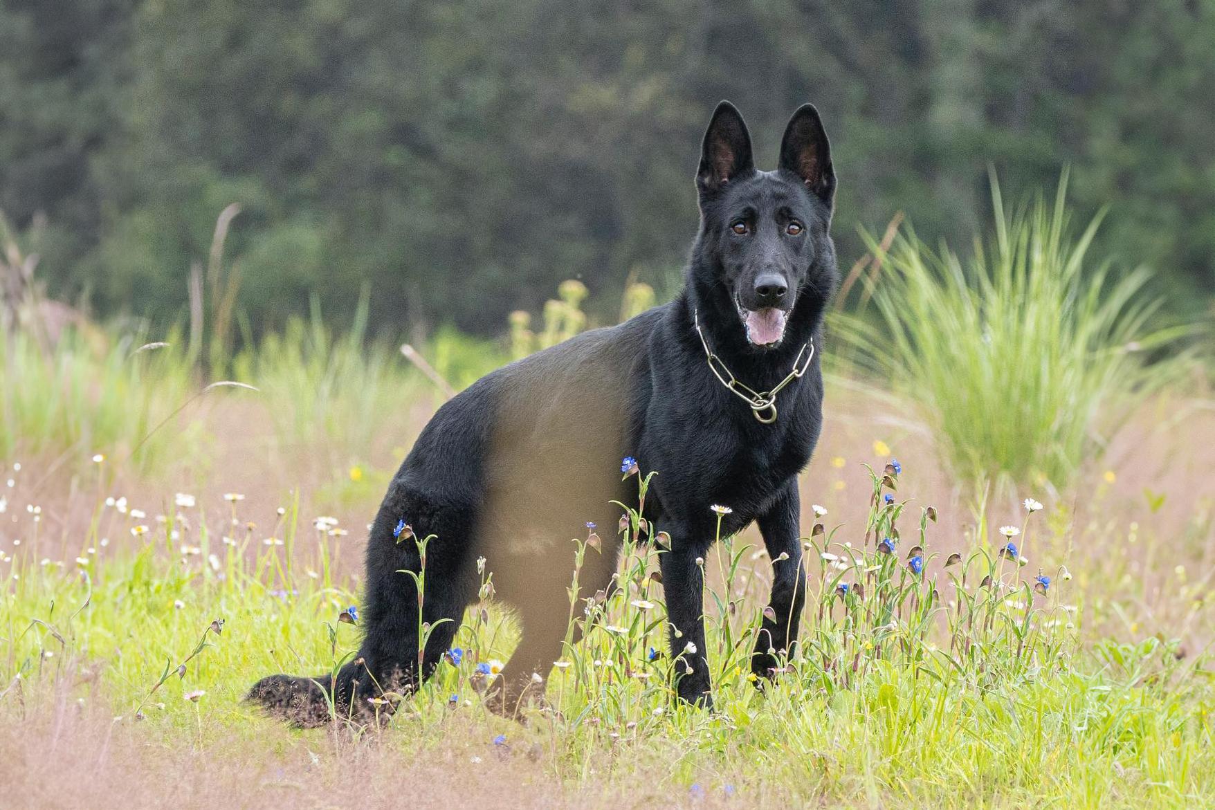 Schutzhund IGP