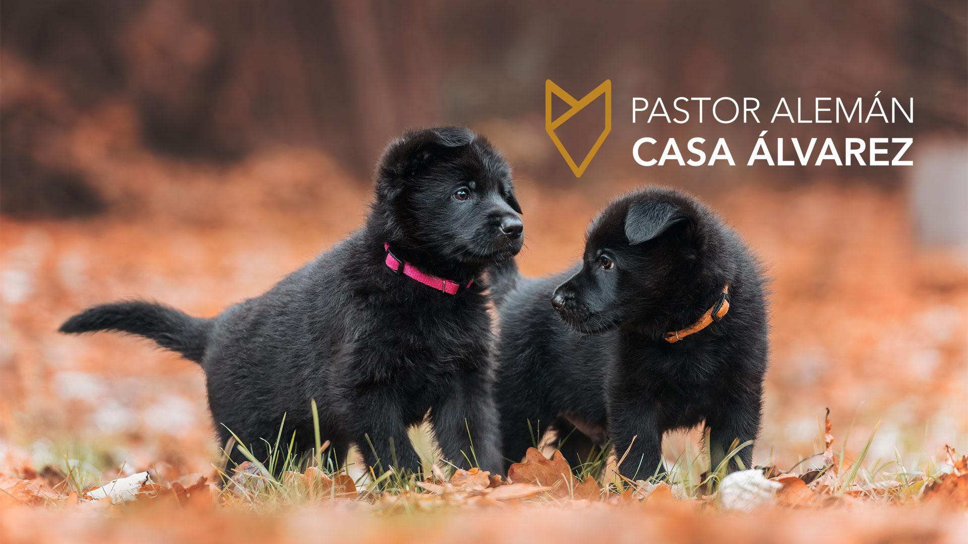 cachorros de línea de trabajo