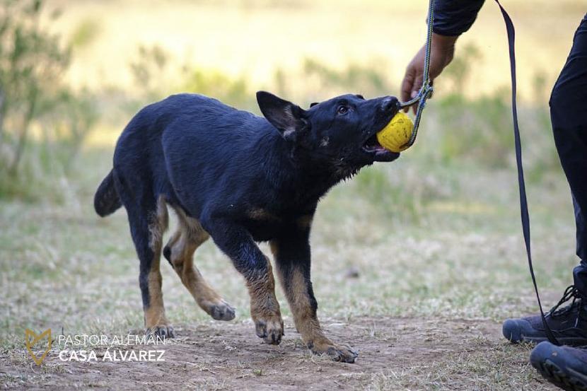 cachorros