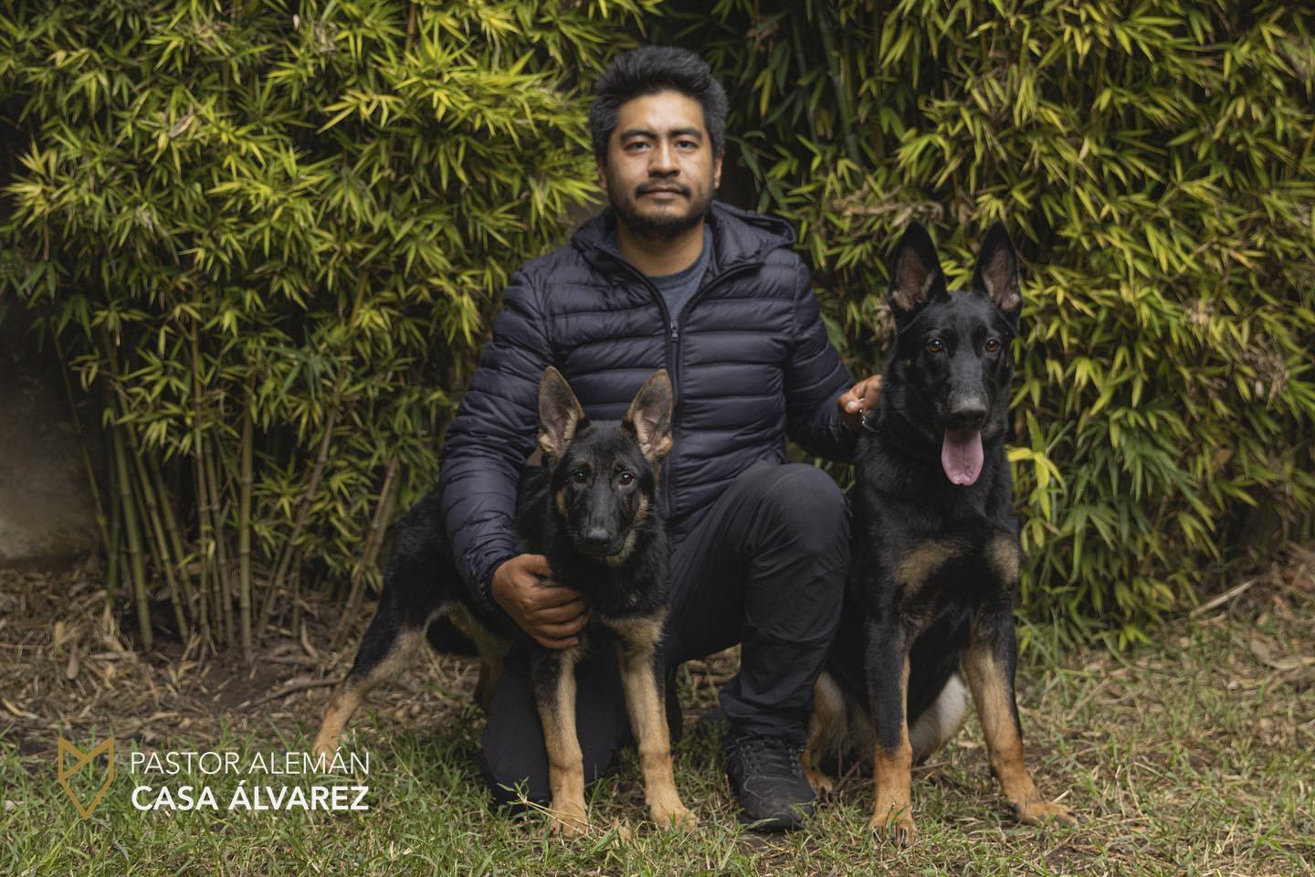 cachorros