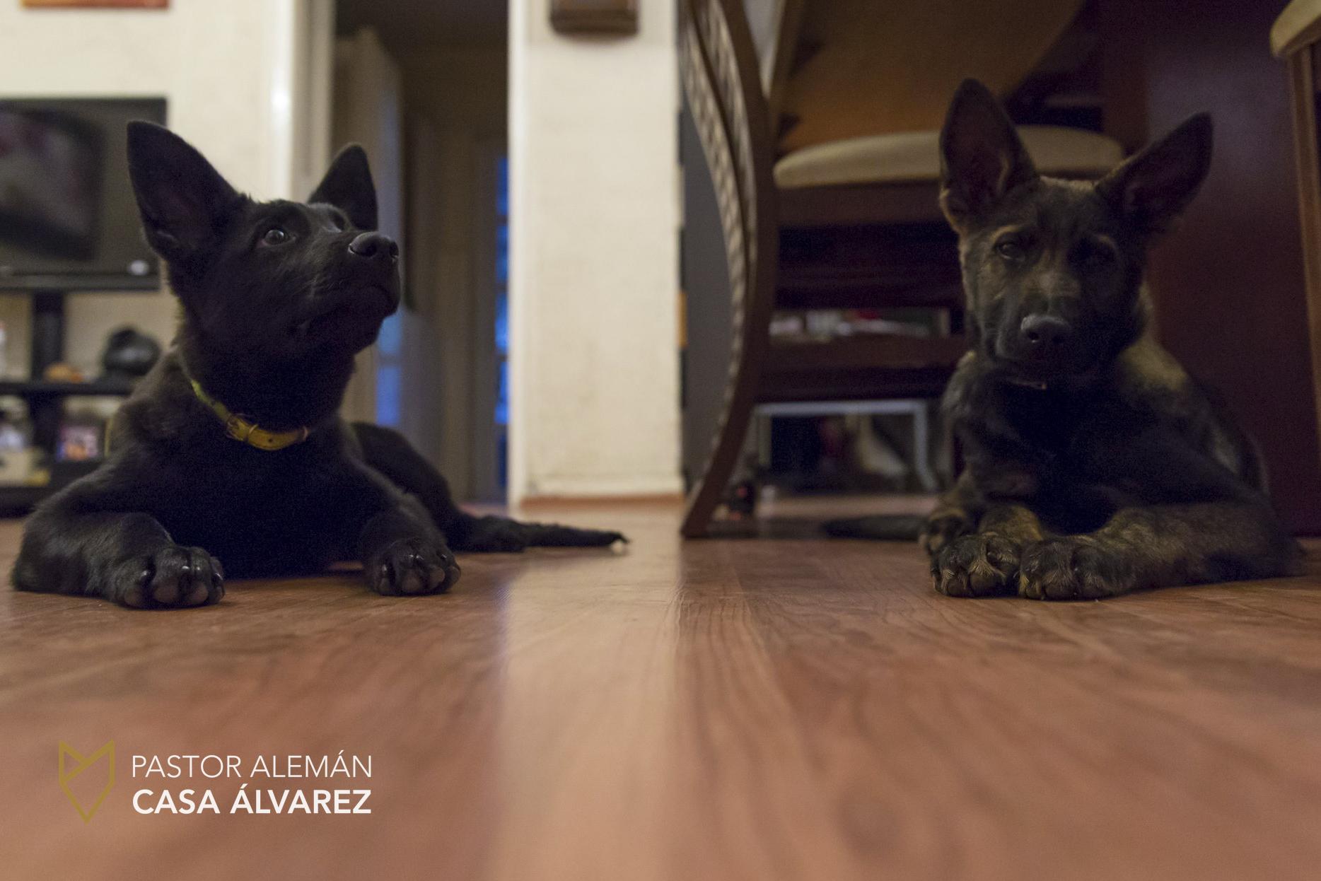 cachorros