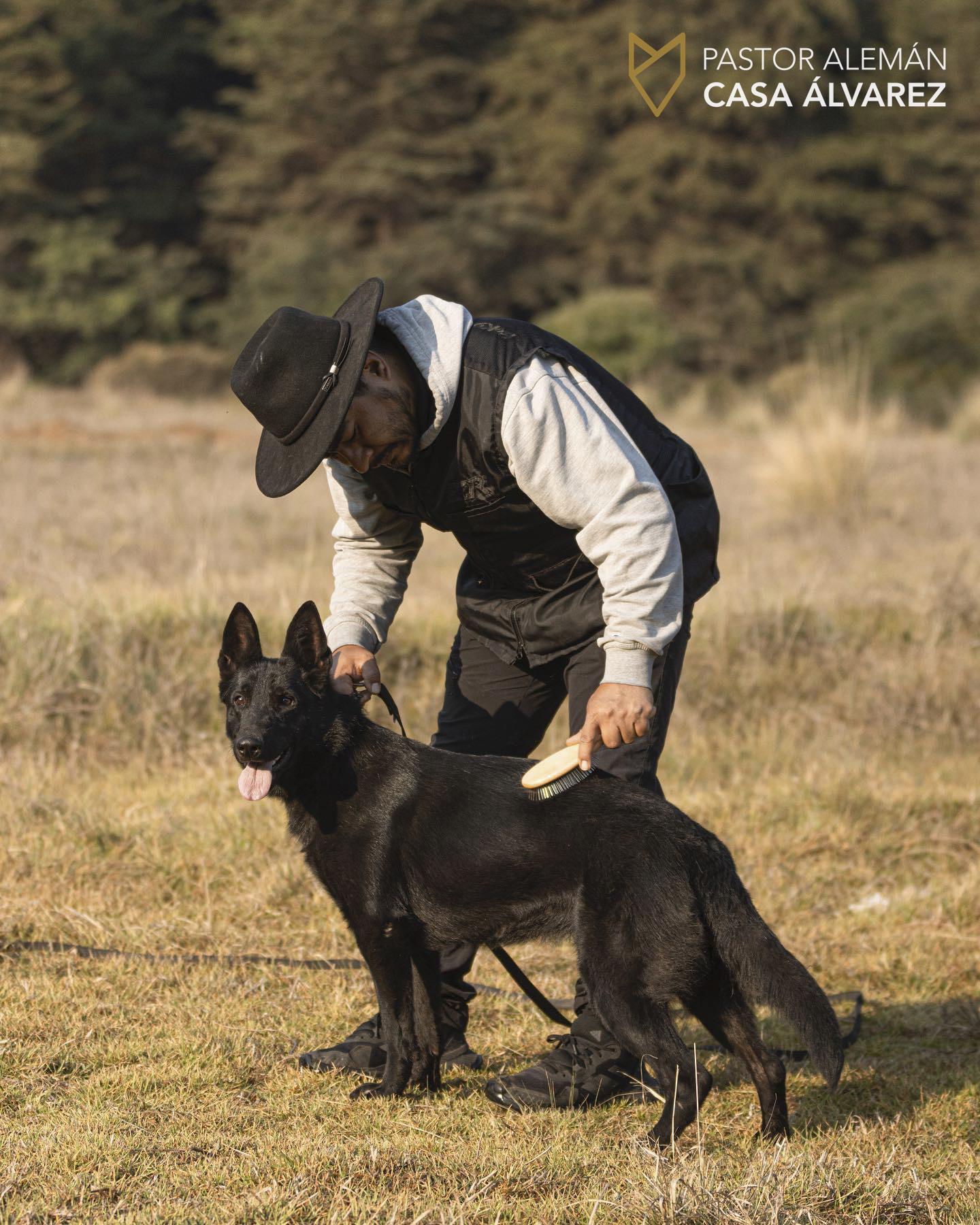 amor por tus perros