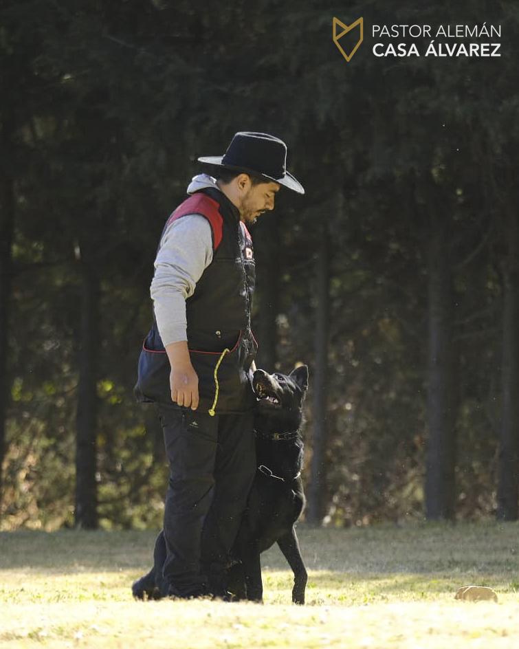Schutzhund IGP