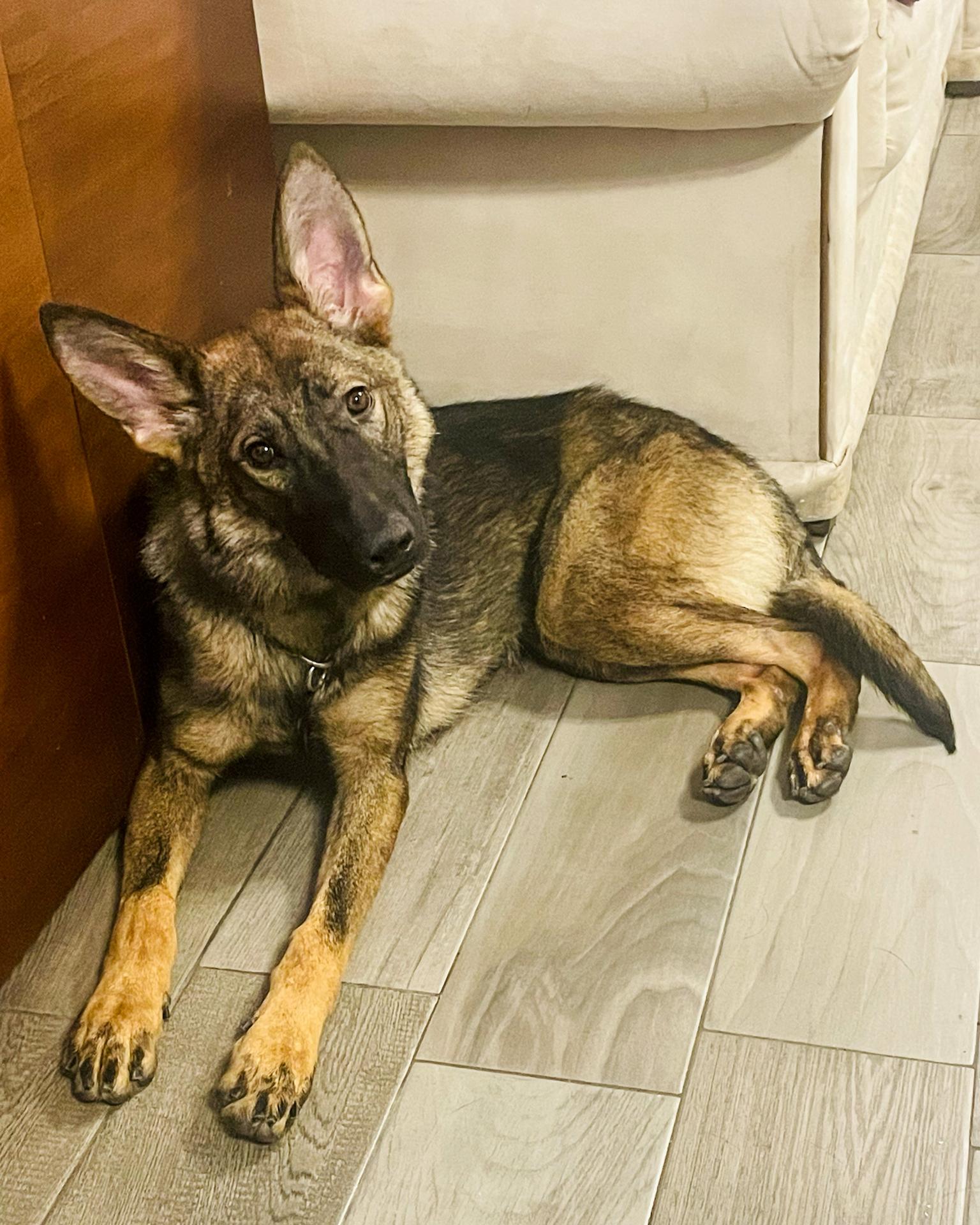Cachorros sanos