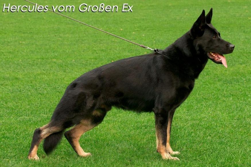 Hercules vom Großen Ex