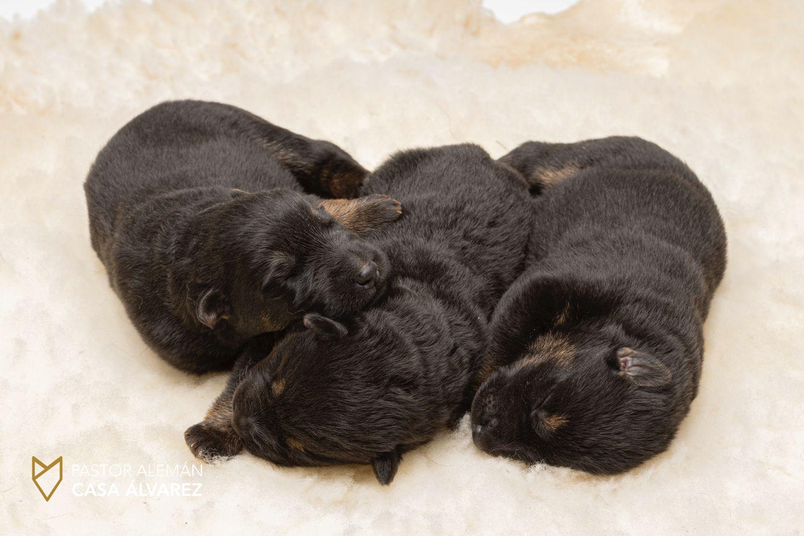 cachorros