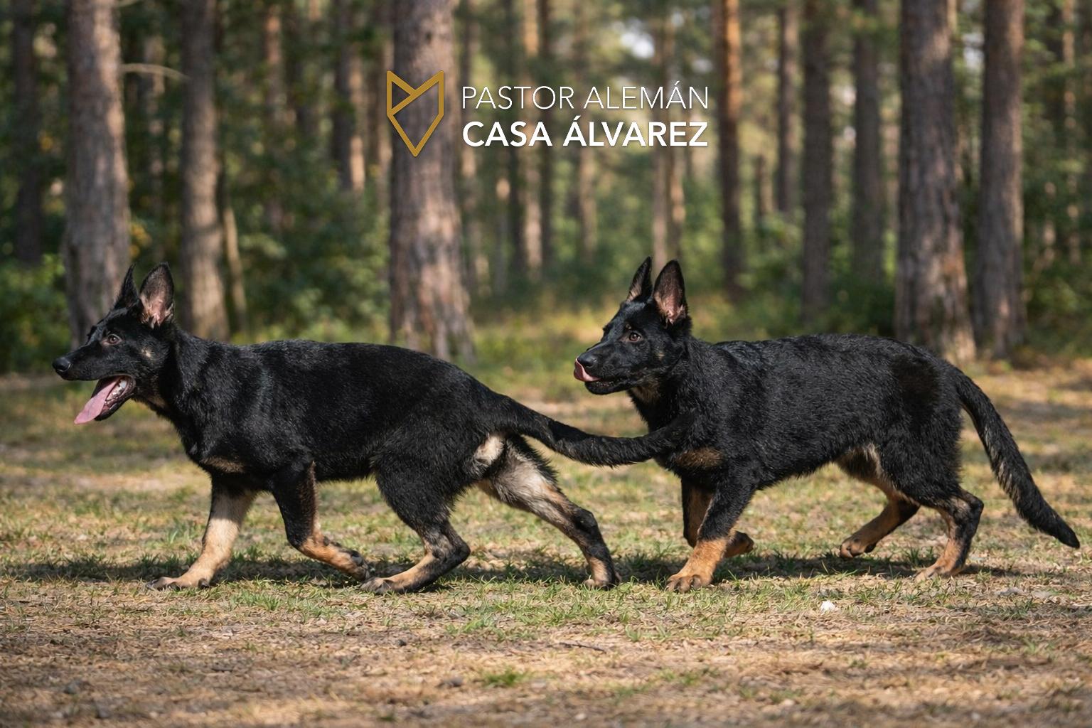 cachorros 