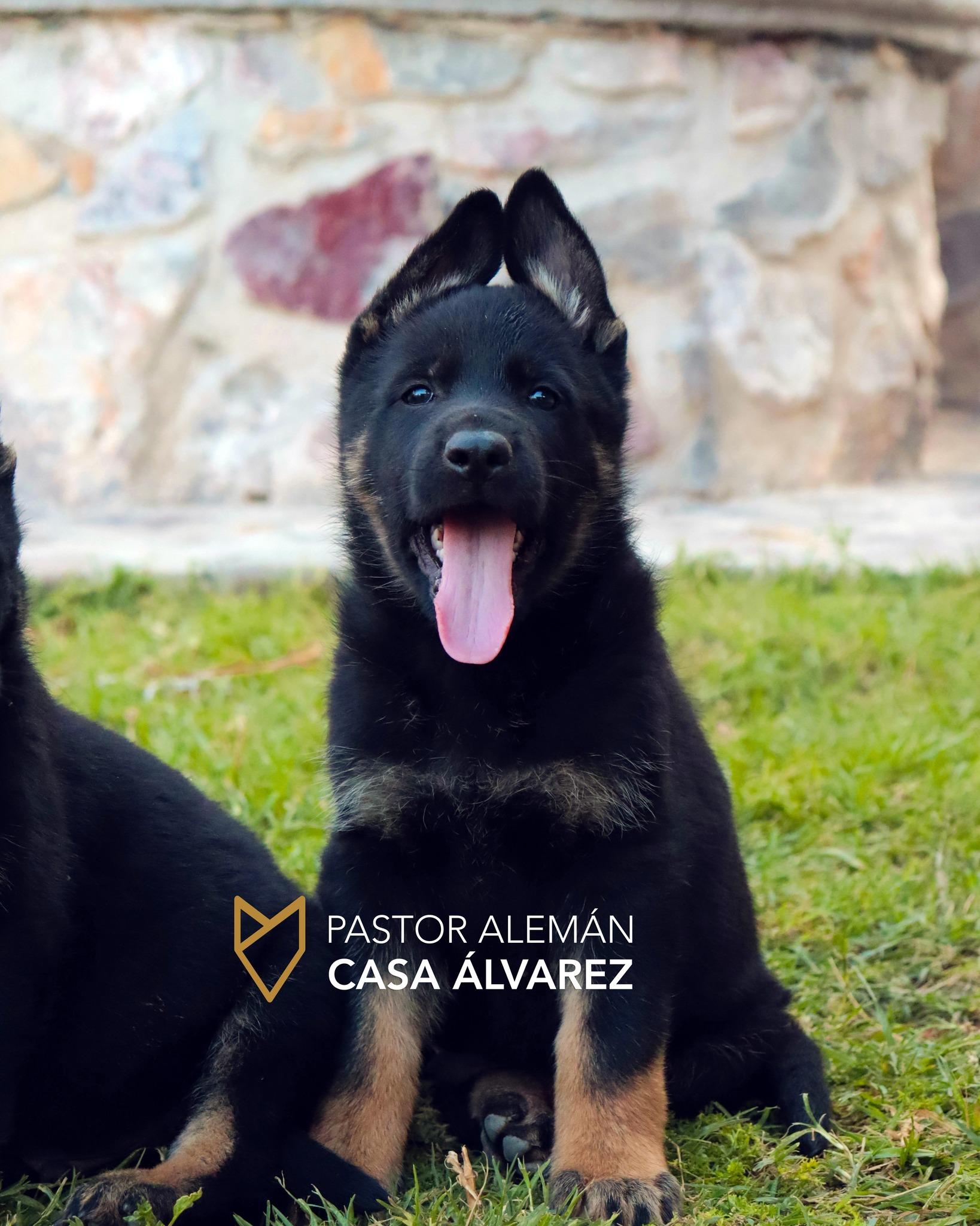 pastor alemán