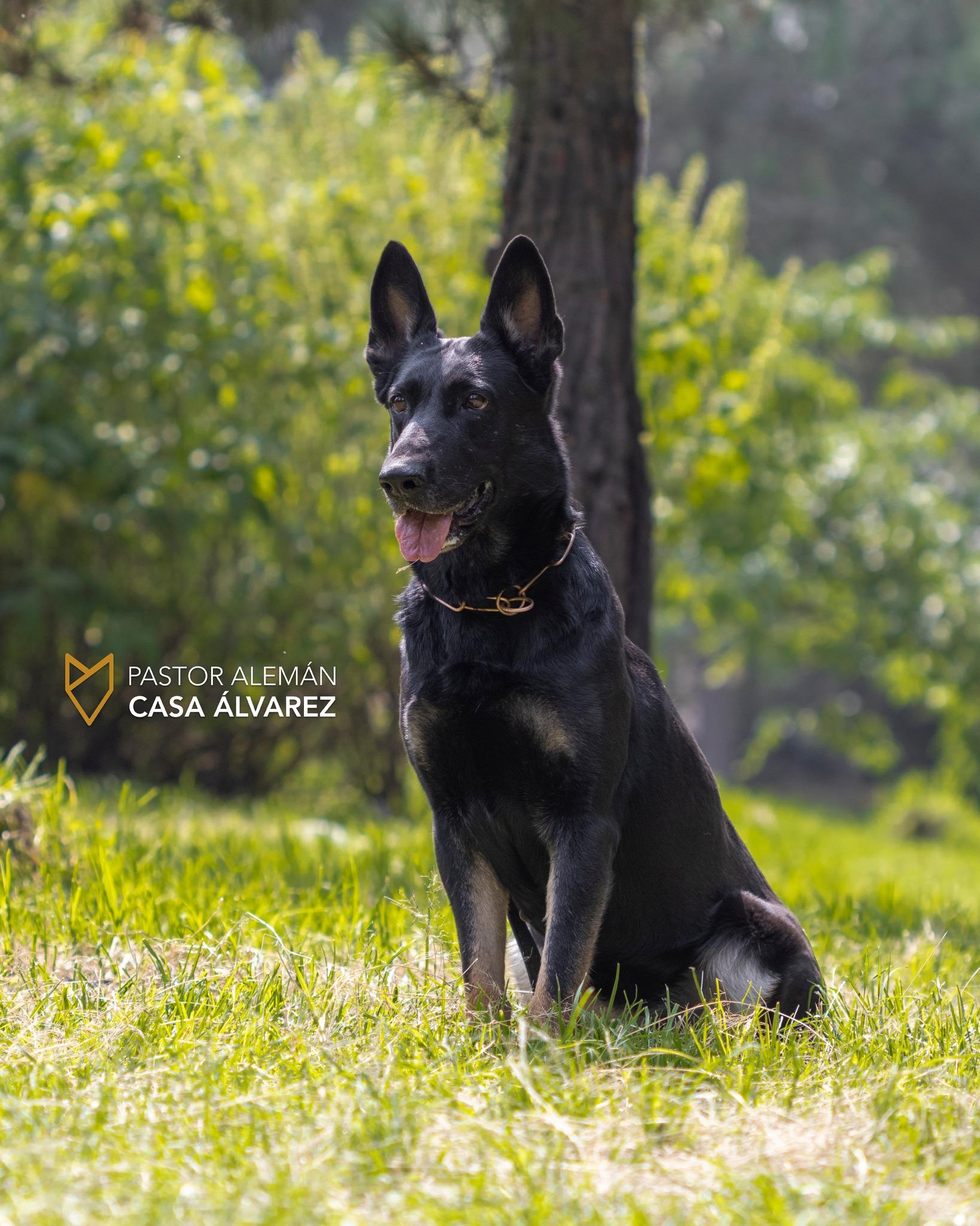 cachorros de línea de trabajo