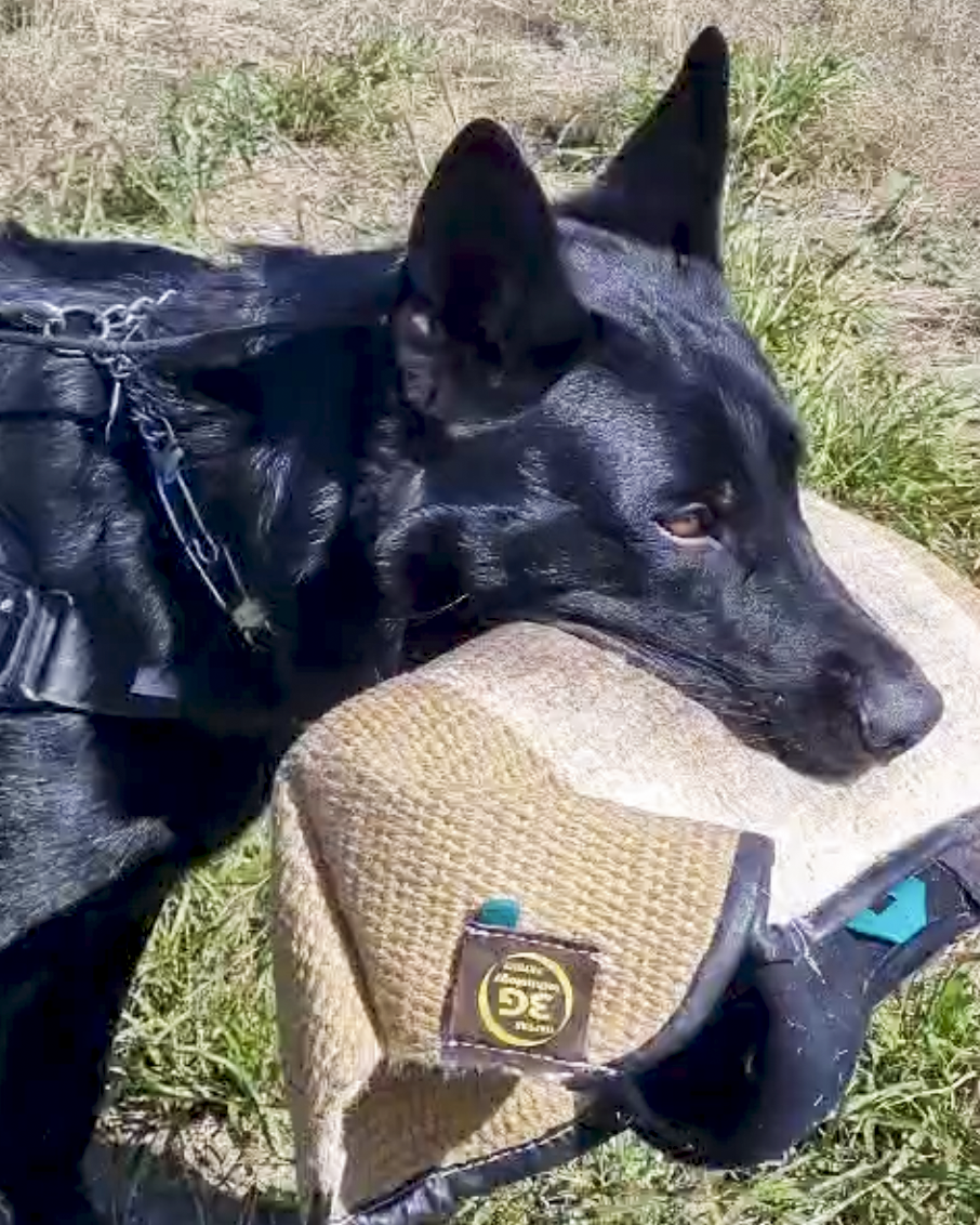 perros de trabajo