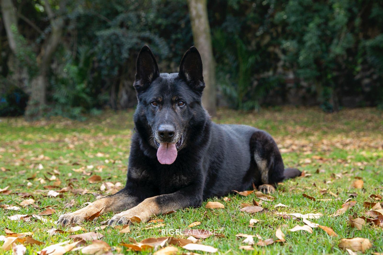 Otis von Haus Targa