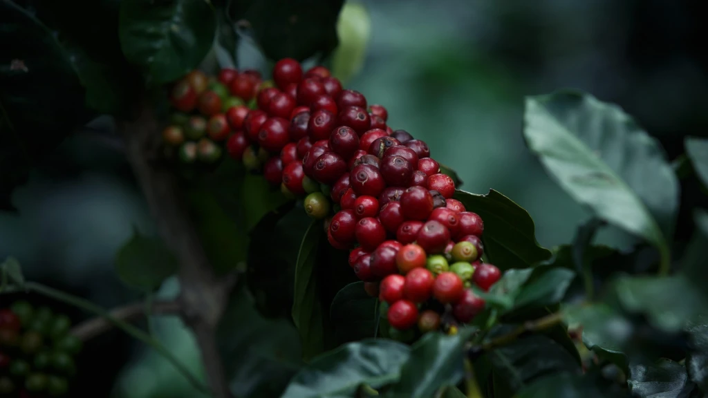 Imagen cerezas de cafe
