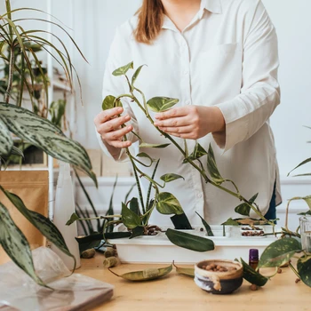 Asesoramiento personalizado para elegir y cuidar plantas de interior en Gardening Time Martínez.