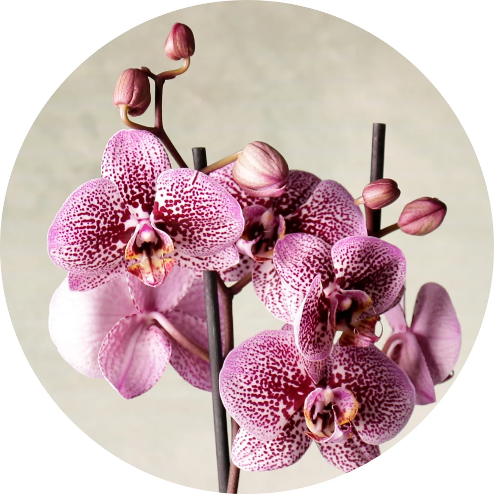 Orquídeas seleccionadas en Gardening Time, vivero boutique en Martínez.