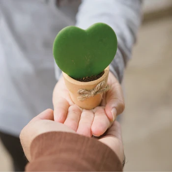 Plantas para regalar con asesoramiento personalizado en Gardening Time Martínez.