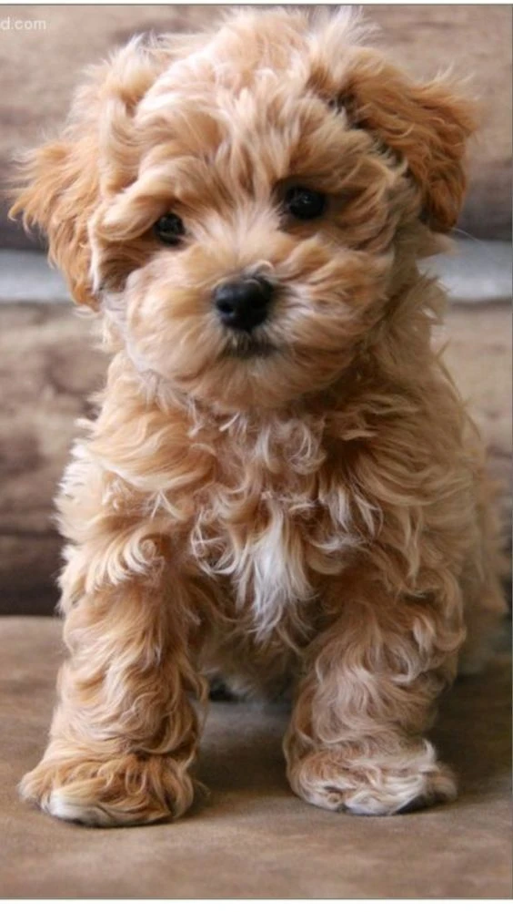 cea1a522af85715ed1a891a4d41e1396--puppies-maltipoo-multipoo-puppies.webp