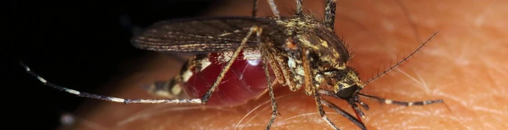 🦟 Qué son los insectos vectores y por qué representan un riesgo para la salud