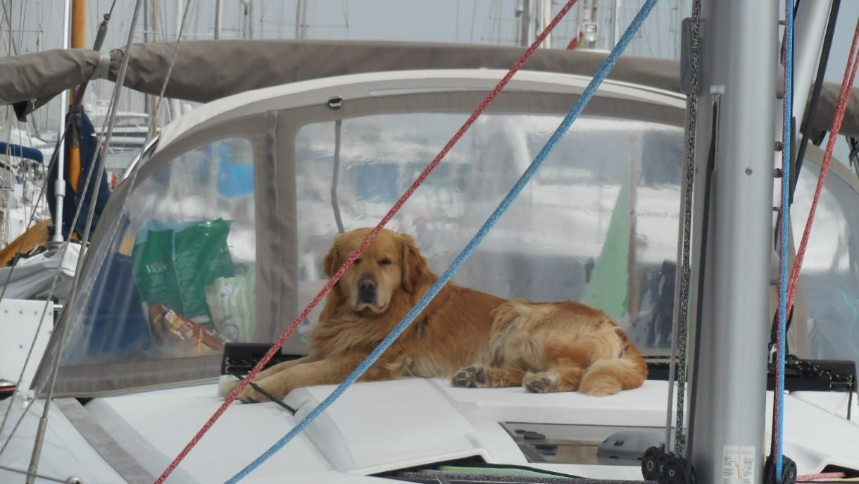 Mascotas a bordo