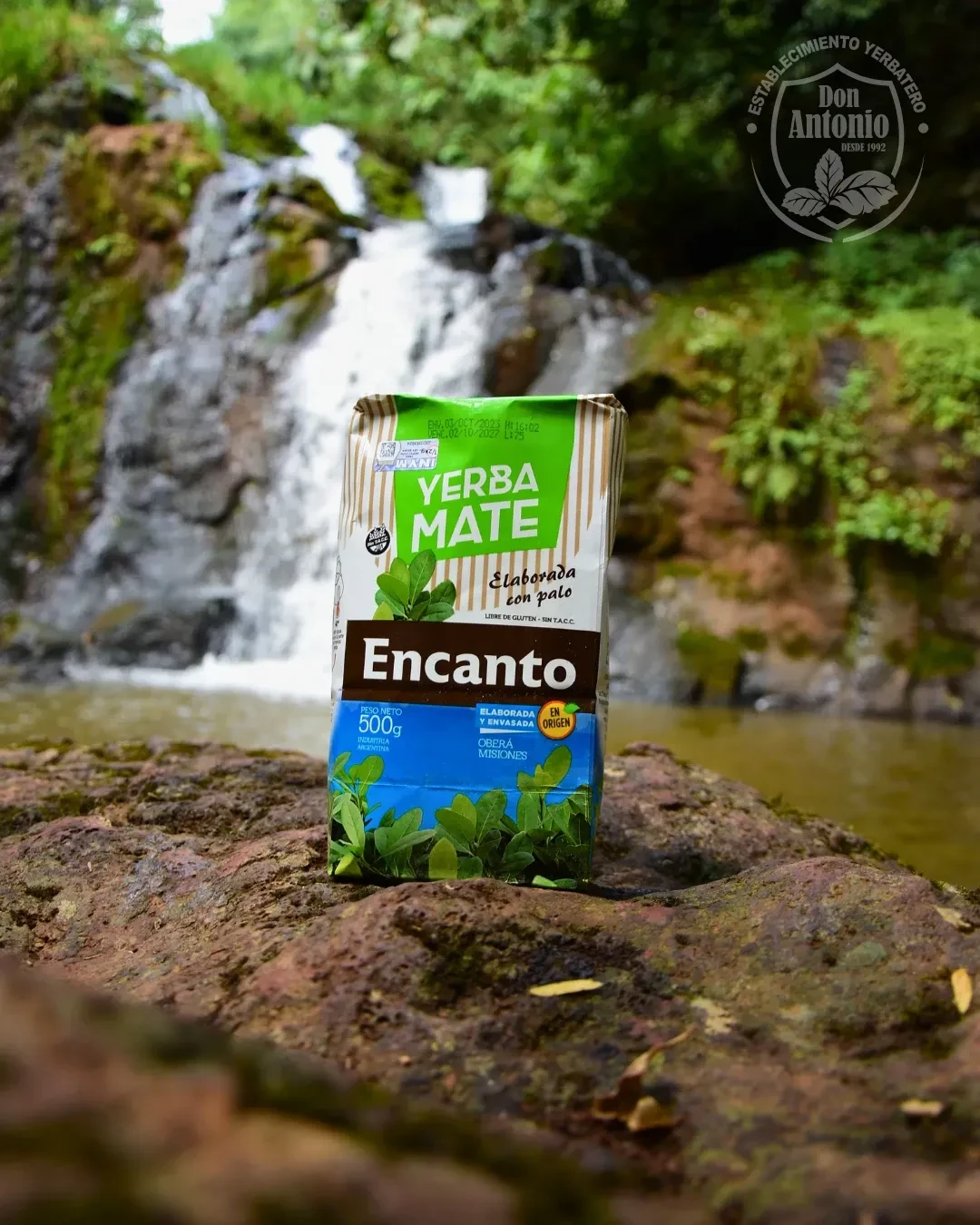 Campo de cultivo de yerba mate en Oberá
