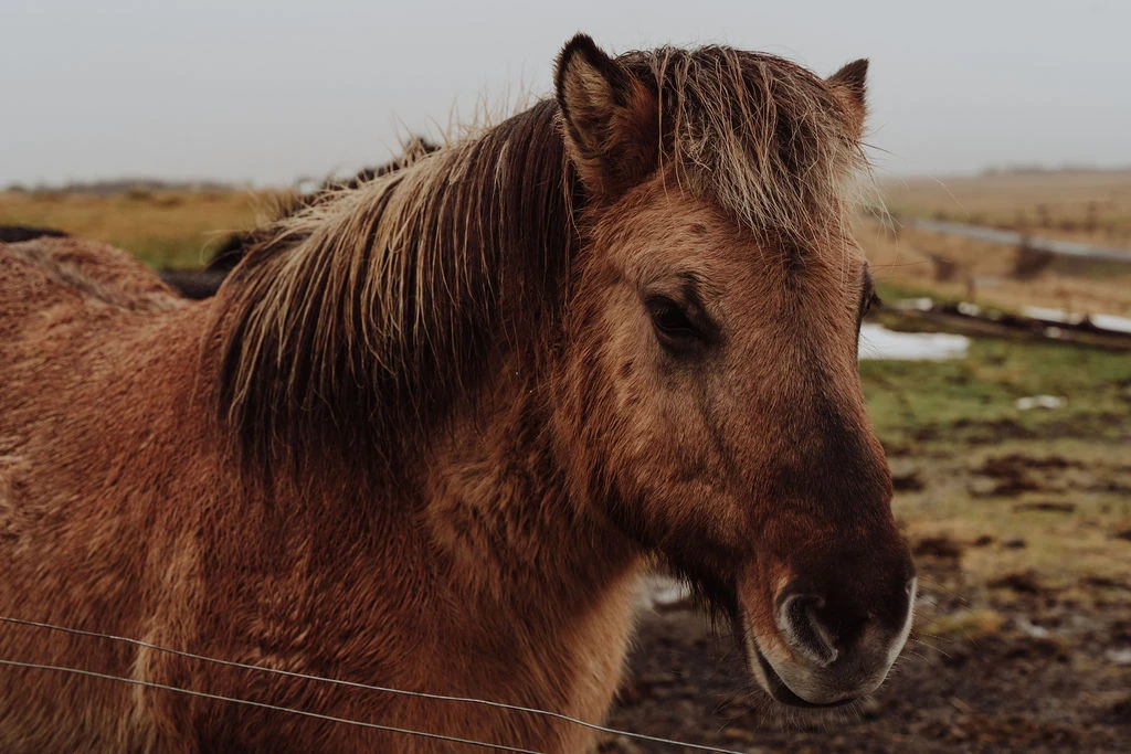 Icelandic-Horse