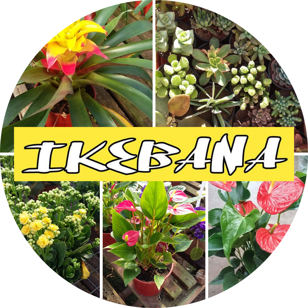 Vivero Ikebana