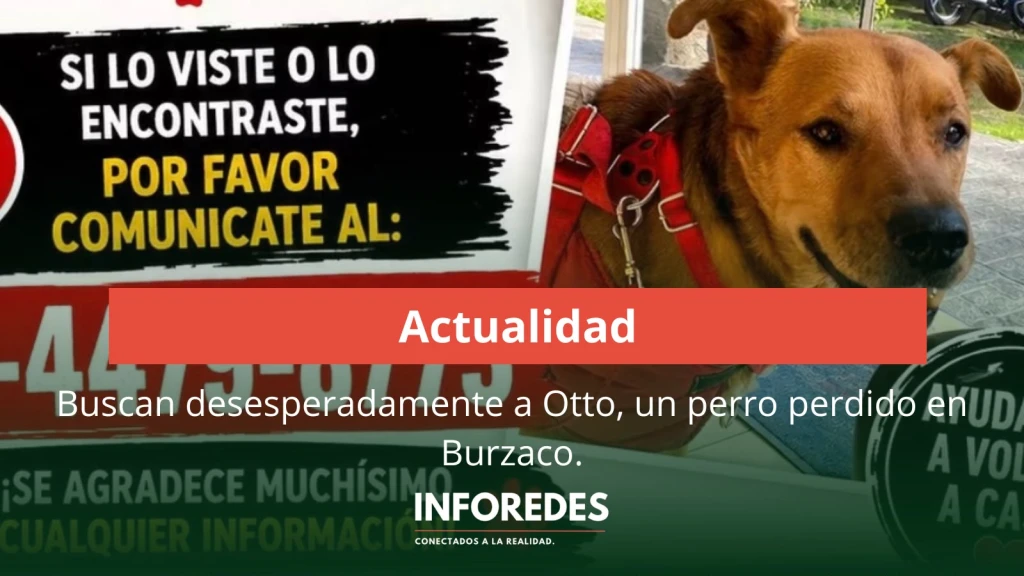 Buscan desesperadamente a Otto, un perro perdido en Burzaco