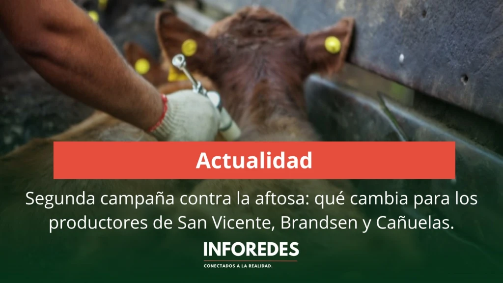 Segunda campaña contra la aftosa: qué cambia para los productores de San Vicente, Brandsen y Cañuelas