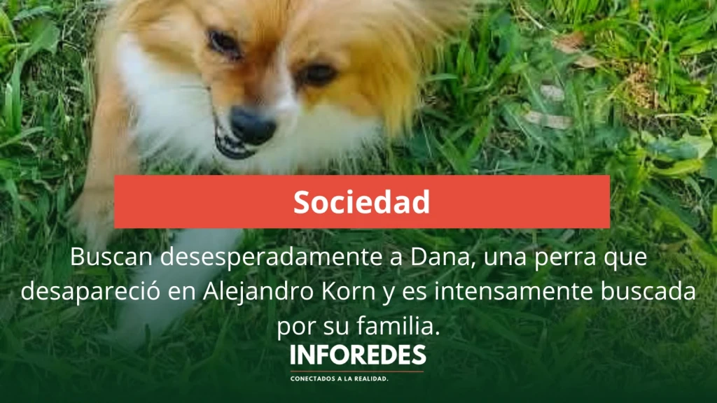Buscan desesperadamente a Dana, una perra que desapareció en Alejandro Korn y es intensamente buscada por su familia