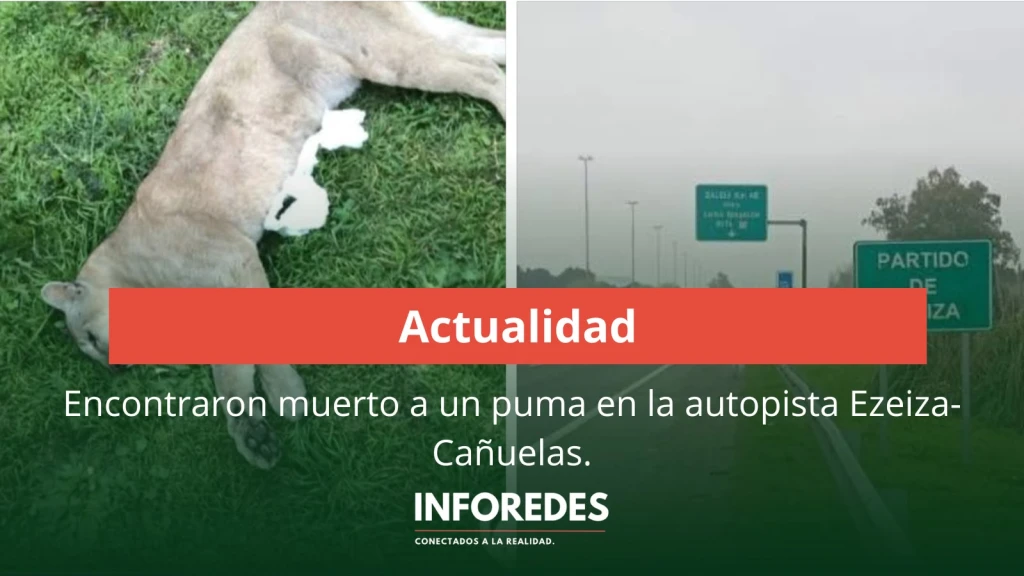 Encontraron muerto a un puma en la autopista Ezeiza-Cañuelas