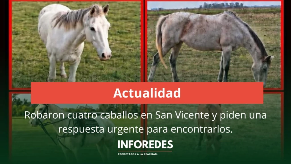 Robaron cuatro caballos en San Vicente y piden una respuesta urgente para encontrarlos