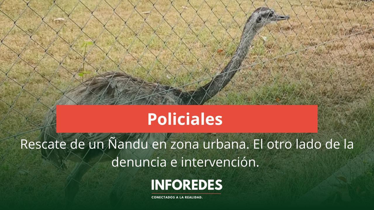 Rescate de un ñandú en San Vicente: cuando la ley protege, pero el debate permanece