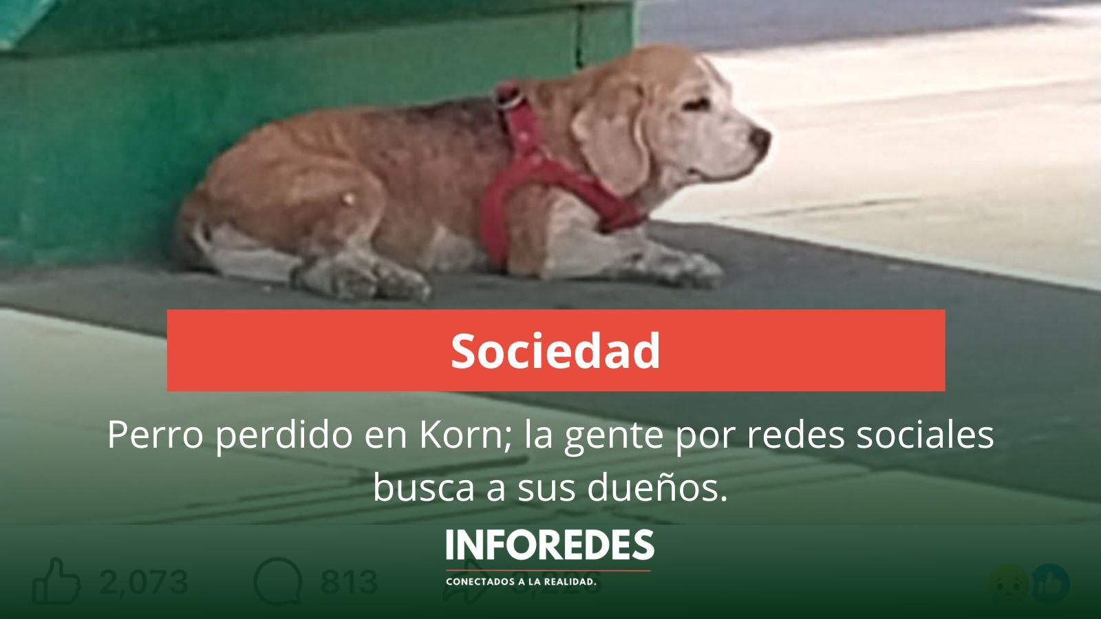 Buscan a los dueños de un perro perdido en la estación de Alejandro Korn