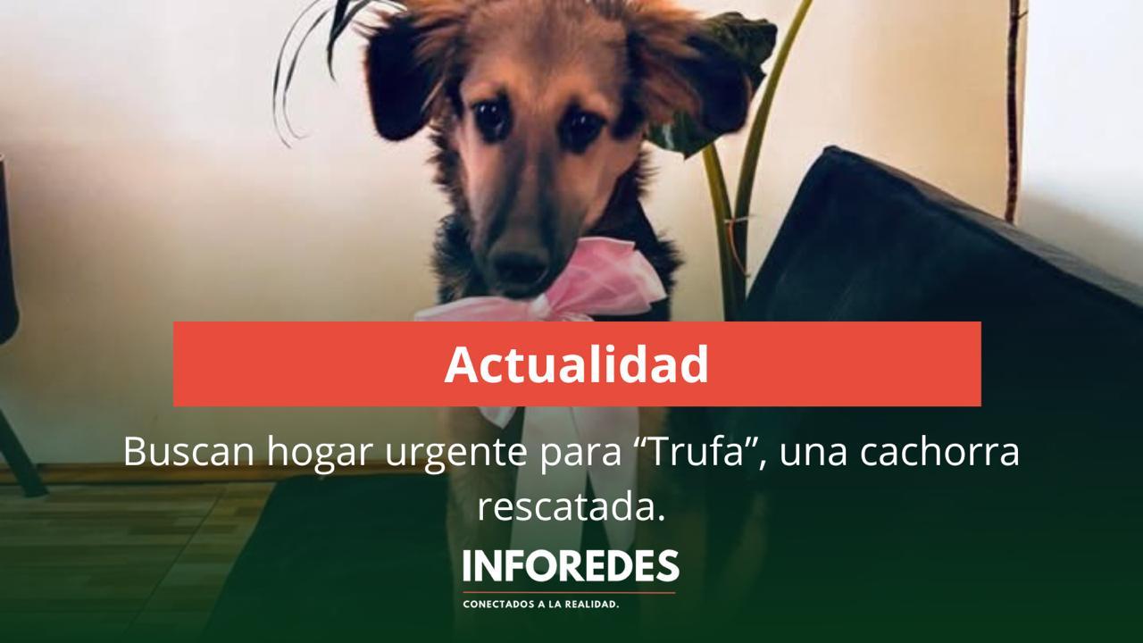 Buscan hogar urgente para “Trufa”, una cachorra rescatada.