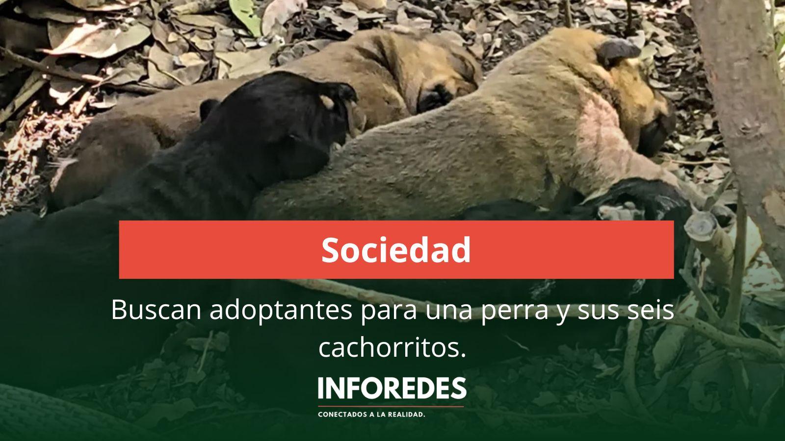 Buscan adoptantes para 6 perritos en San Vicente.