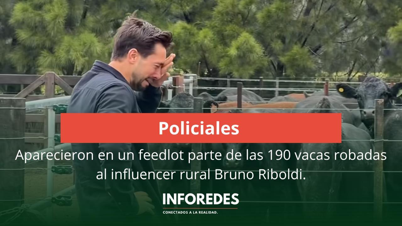 Hallaron vacas robadas a un influencer rural. 
