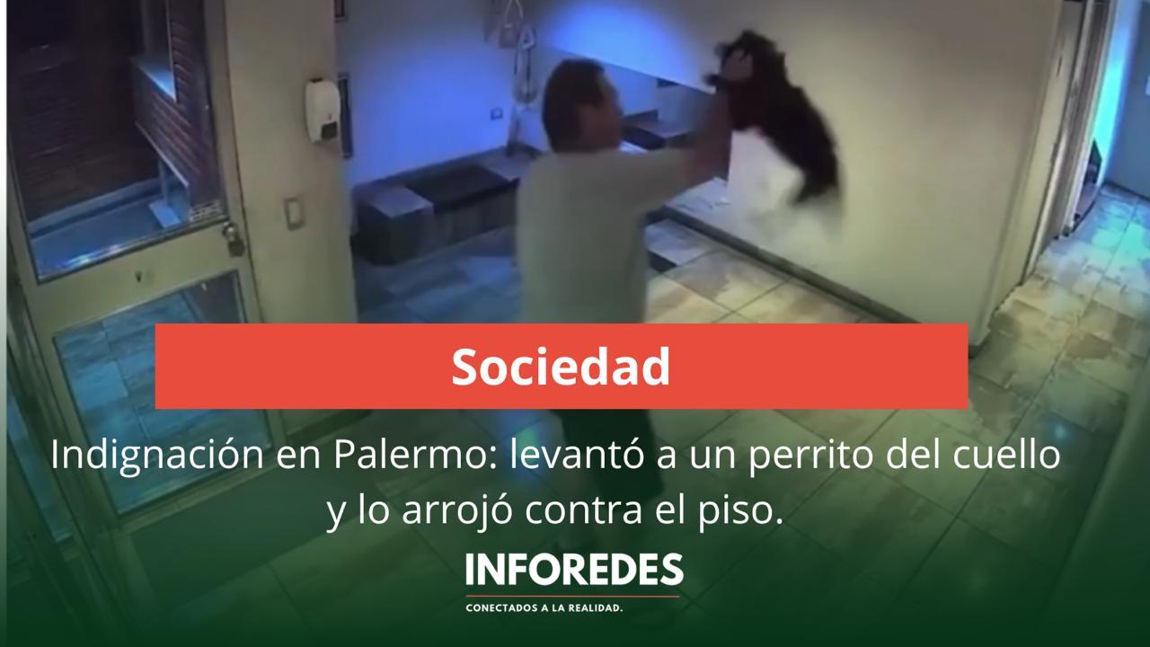 Indignación en Palermo: levantó a un perrito del cuello y lo arrojó contra el piso