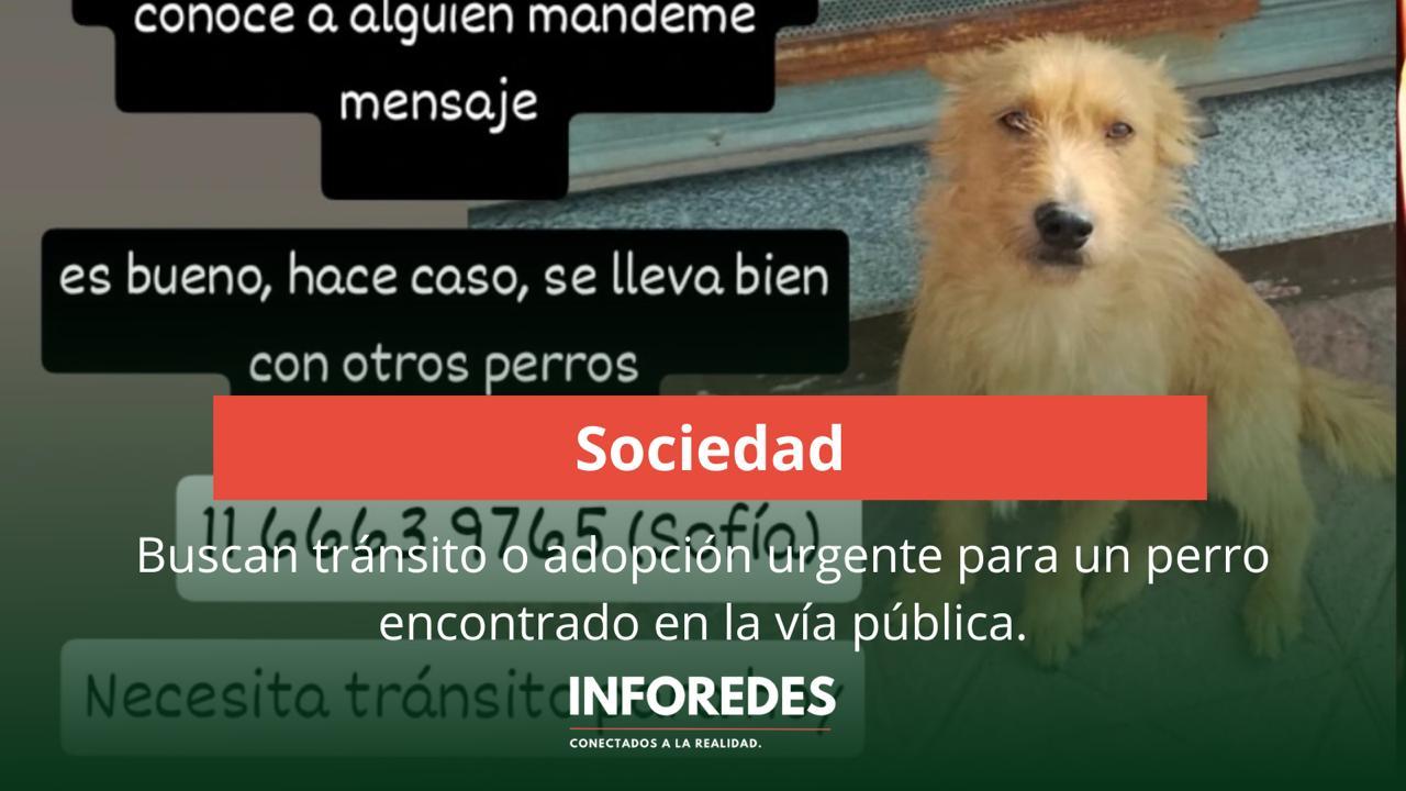 Buscan tránsito o adopción urgente para un perro encontrado en la vía pública
