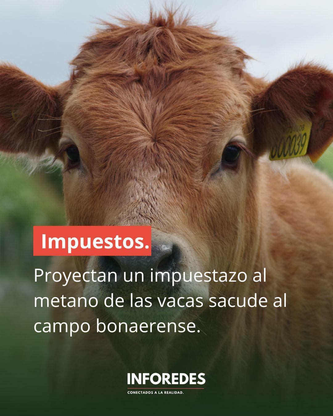 Proyecto “TAMBA”: impuestazo al metano de las vacas sacude al campo bonaerense