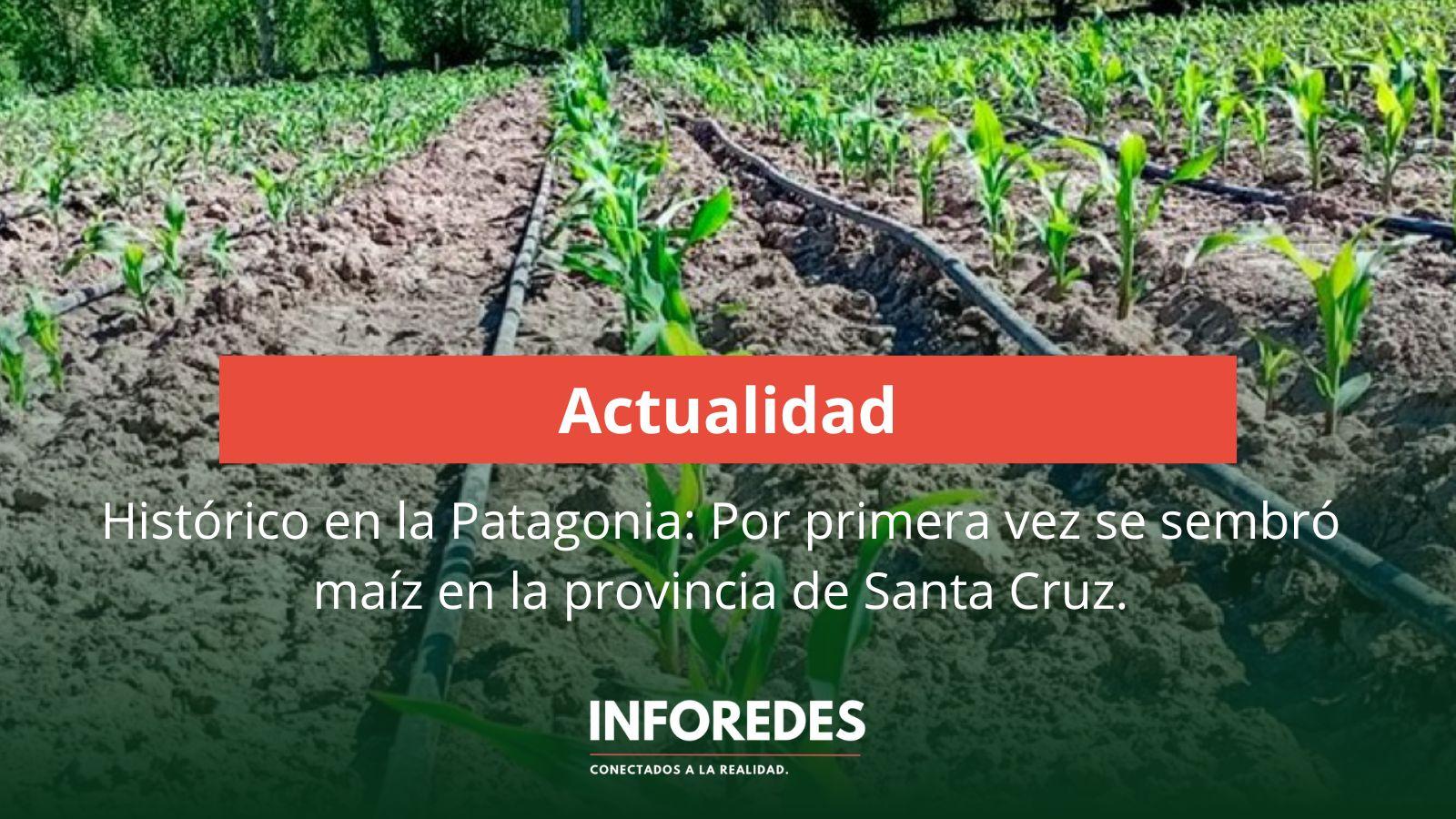Por primera vez sembraron maíz en Santa Cruz gracias a desarrollos transgénicos