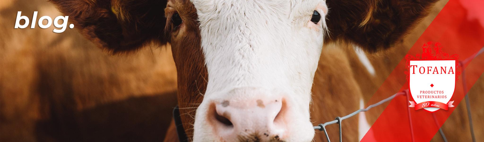 La exportación de carne vacuna aumentó 75%
