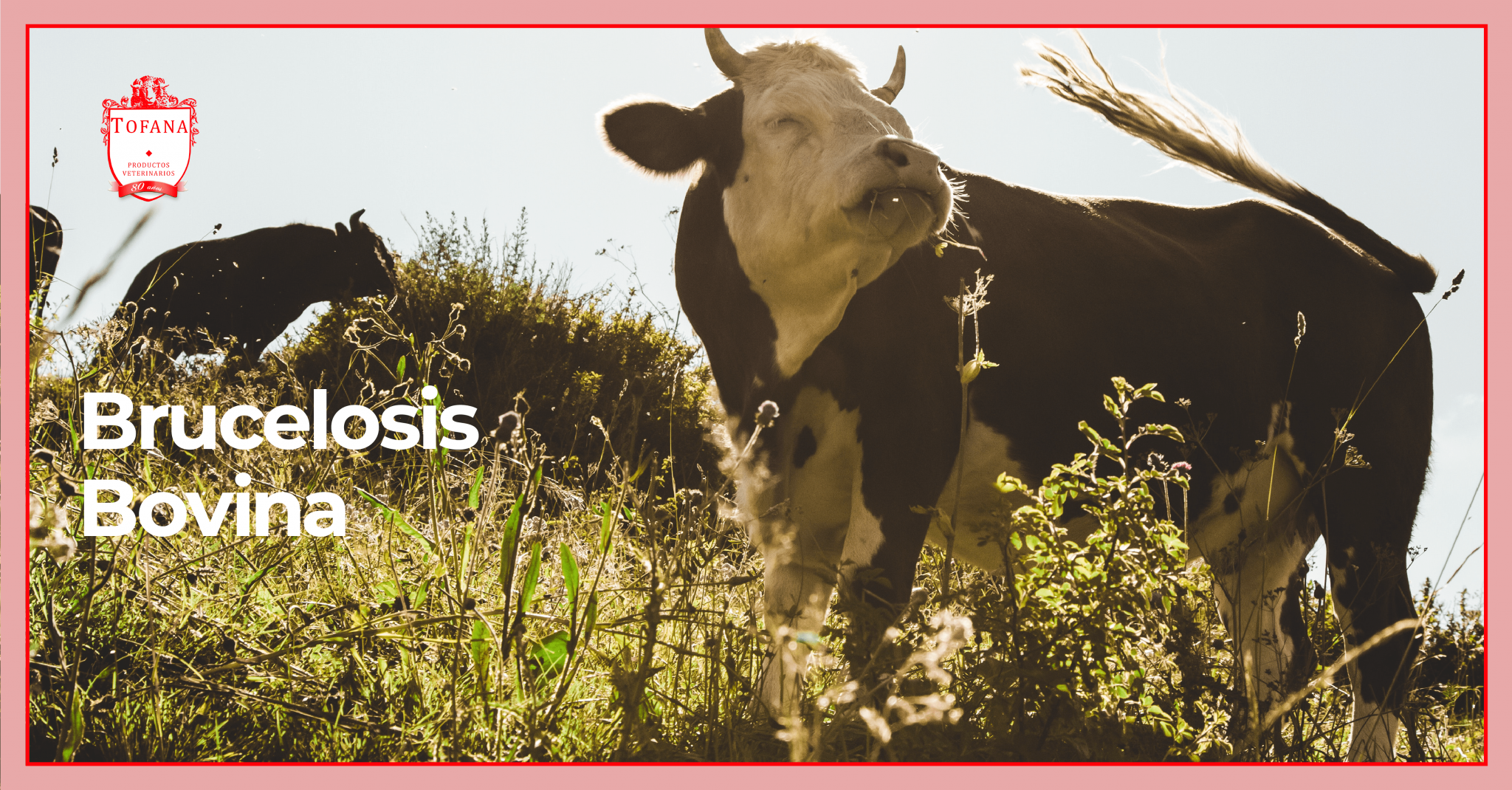 Brucelosis Bovina