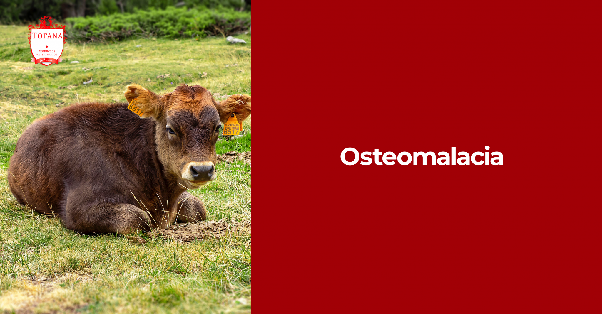 Osteomalacia