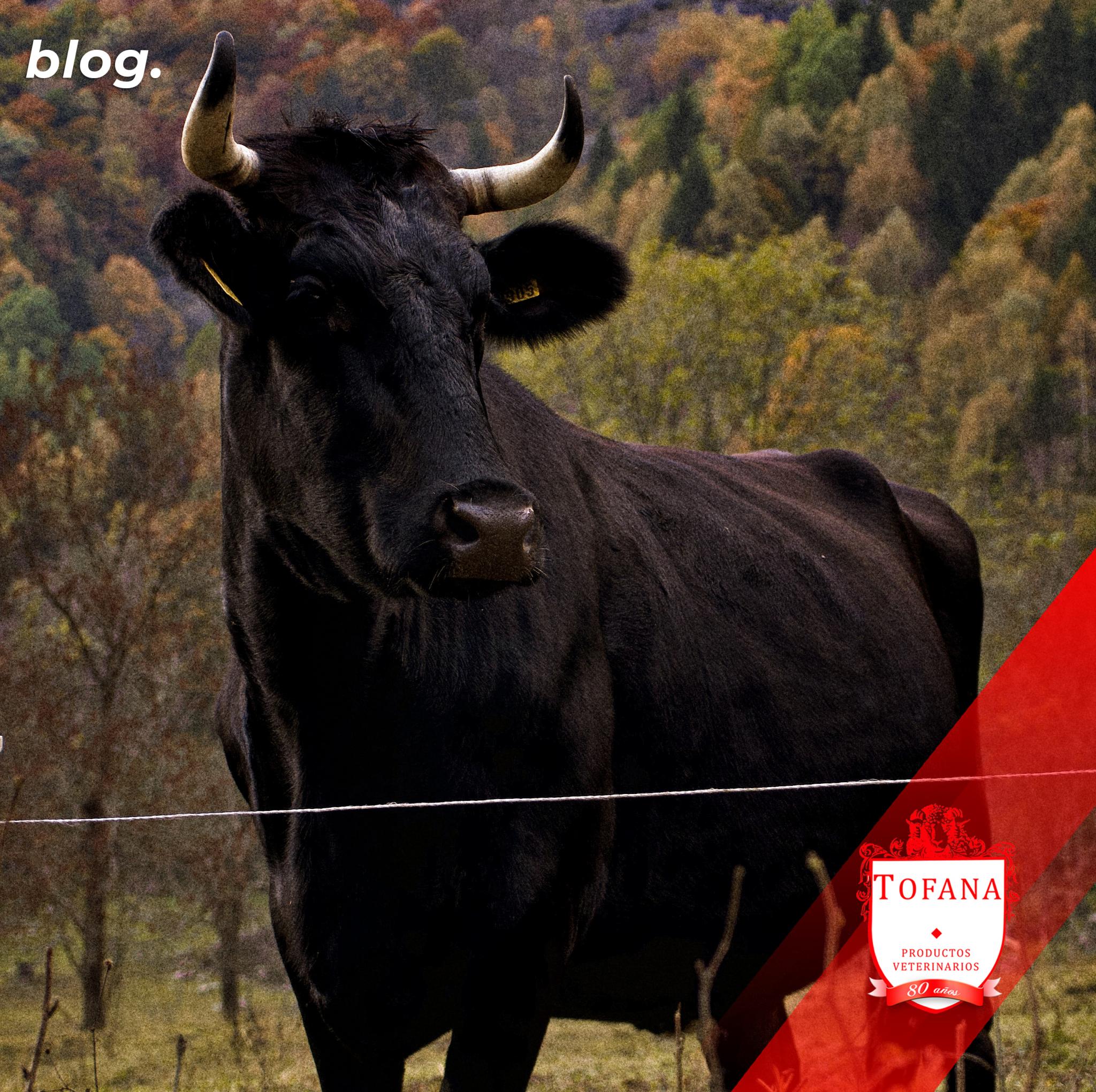 La Brucelosis Bovina