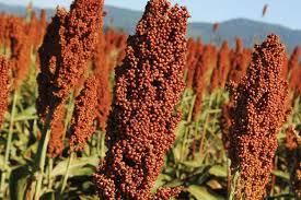 SORGO FORRAJERO
