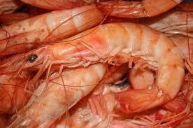 LANGOSTINOS PATAGONICOS