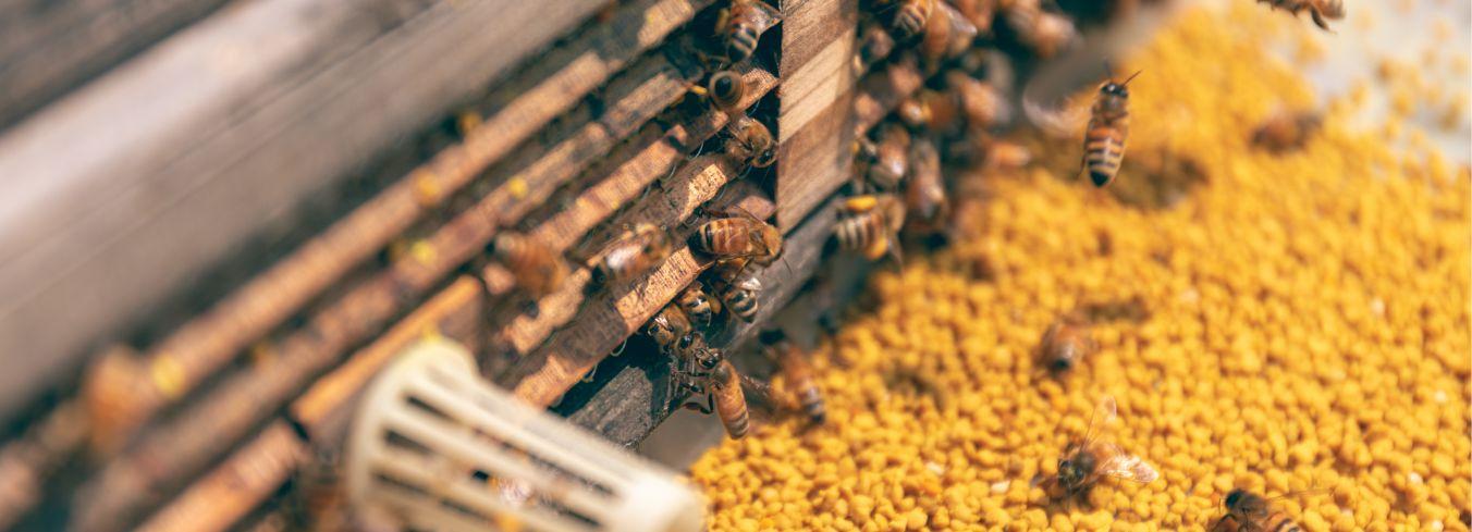Abejas Polen
