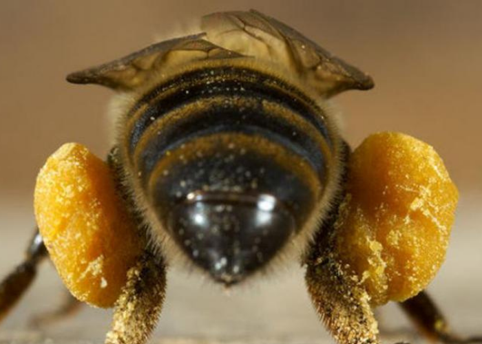 Polen, el alimento más completo de la naturaleza