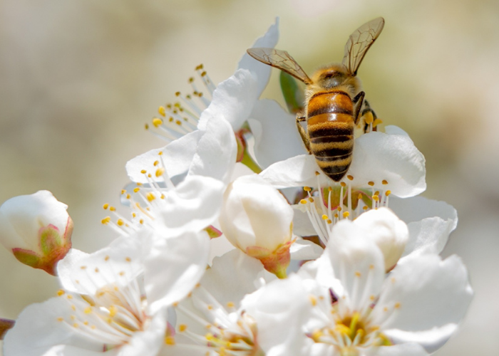 Las abejas, polinizadoras de la vida