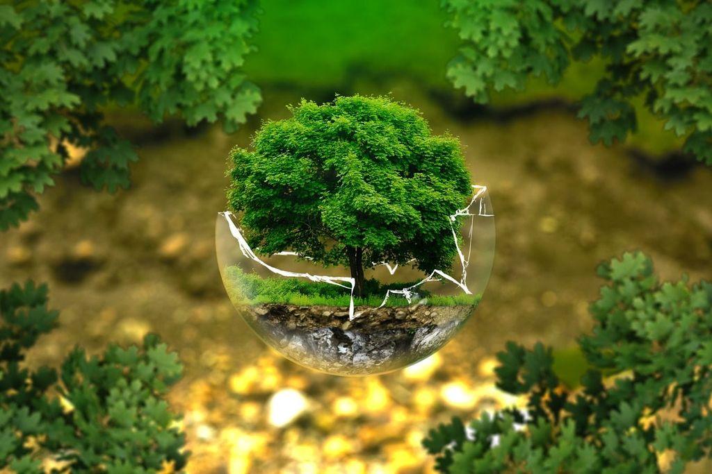 Día mundial del medio ambiente